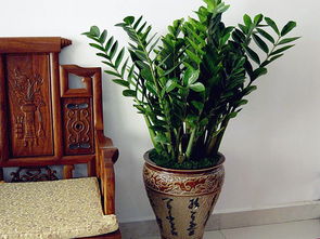 客厅摆放什么植物招财 客厅摆放植物风水禁忌 