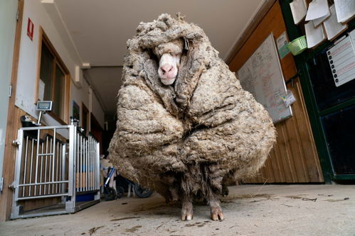 外代一线 澳大利亚一只绵羊剪下35公斤羊毛