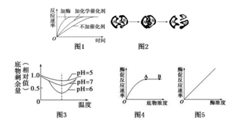 酶在什么条件下才能发挥