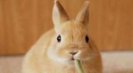 小兔子生气的样子真是太可爱了,根本忍不住去惹它