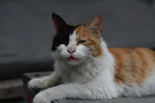 请接力 重庆小动物保护协会 向全社会征集变态虐猫人 舒克 的虐猫及贩卖证据