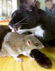 泰国奇闻 母猫和公鼠是一对好朋友 