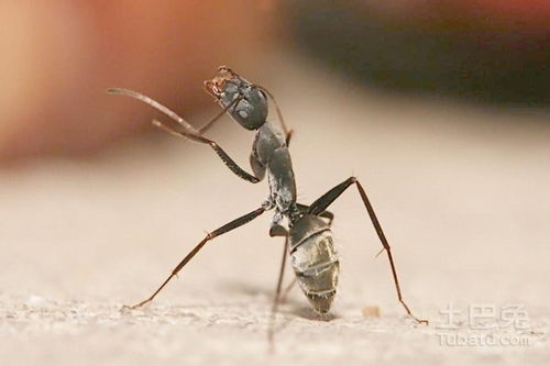 花盆里有蚂蚁怎么处理?, 花盆里有