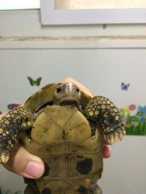 这是缅甸陆龟么,缅甸陆龟是保护动物 