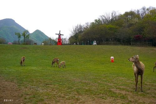 没有晨雾的大九湖和意外的田园牧歌,牛羊满地,黑水青山