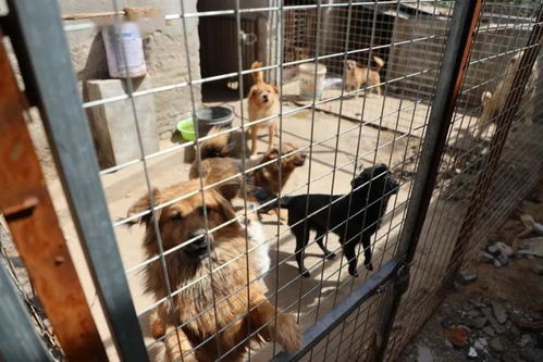 徐州被收容的犬只都去了哪 犬类留验所的新犬舍将投入使用