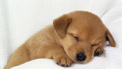 狗狗患有失眠症,睡觉时动不动就醒了,怎么让狗狗睡个好觉
