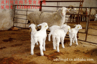 育肥肉羊山羊 绵羊 种羊 品种 山西肉羊内蒙肉羊 