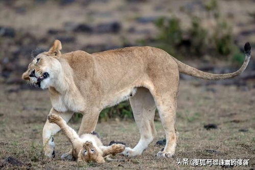 野生动物摄影师2019年佳作频出,定格多种猫科动物生活的精彩瞬间