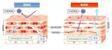 1分钟快速区分过敏肌和敏感肌,敏感肌该如何正确护理,3分钟get