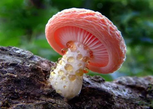 秘盘点19种诡异的蘑菇,原来蘑菇也可以这么妖艳性感
