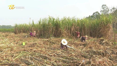 甘蔗砍收 蔗农收入稳定