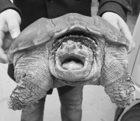 石家庄动物园龟满为患 两个半月收养20多只鳄龟 