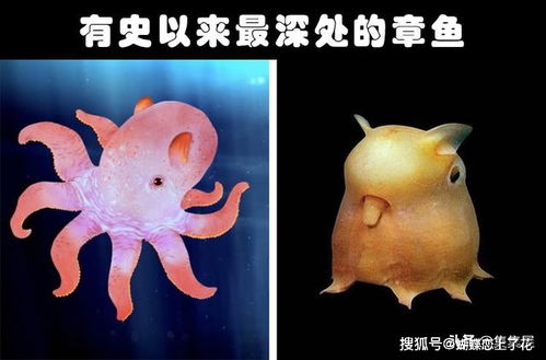 近些年来,人类发现的9个非常奇特的海洋生物