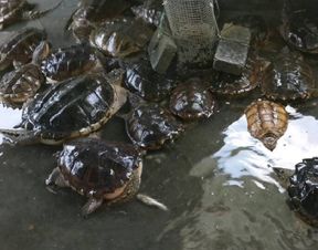 鳄龟肉营养价值