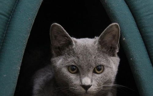俄罗斯蓝猫多少钱一只 如何鉴别挑选一只优秀的俄罗斯蓝猫