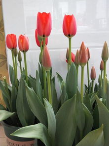 红色郁金香花语及寓意，浪漫之花原来藏着这么多秘密！