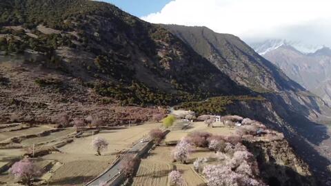 桃花村