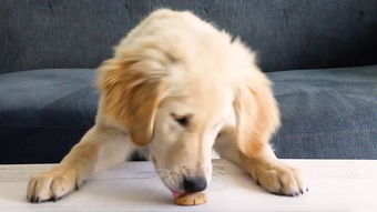 辟谣 狗狗不能吃香料 但其实肉桂可以,喂狗狗吃肉桂的注意事项