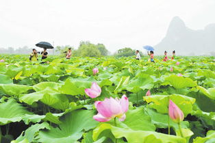 五月,沉醉的季节 