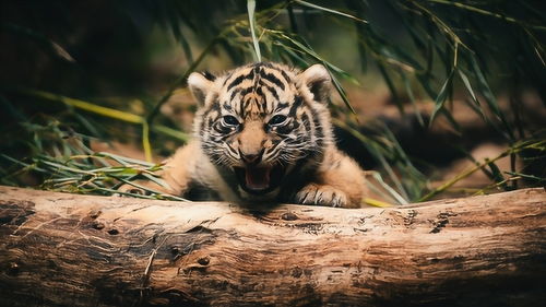 老虎的舌头到底多锋利 舔一下人能掉一层皮 专家的解答让人害怕 
