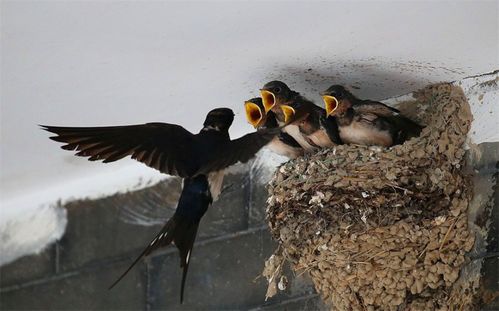 为什么燕子喜欢在人类屋檐下筑巢 寓意是好是坏