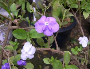 茉莉鸳鸯花怎样种植,茉莉鸳鸯花的