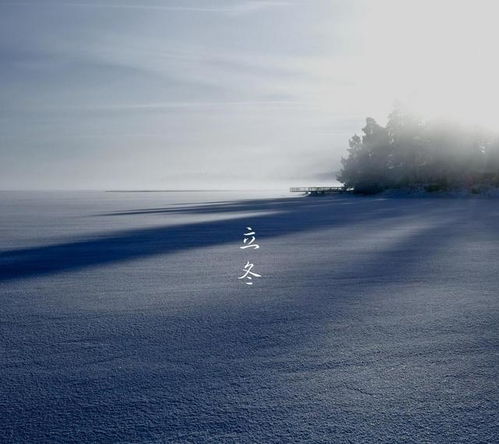 一场大雪一场寒,一首立冬小诗,感受陆游边赏菊边饮酒的乐趣