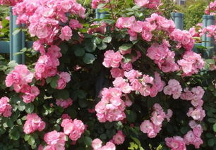盆栽蔷薇花种植：从种子到盛开的美丽之旅
