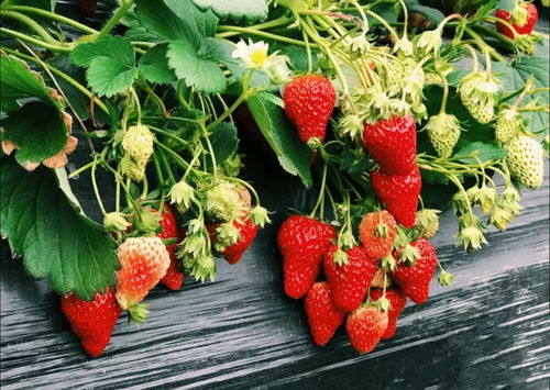 西安周边摘草莓攻略甜蜜来袭 捕获无数少女心的草莓季来啦