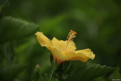 花草三不送,送了变仇人 ,你知道哪三种花不能轻易送人吗