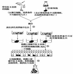 火车的速度是汽车的4/5，标准量是（ ），比较量是（ ）