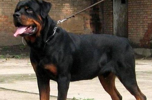盘点 最忠心护主 的5种狗,中国2种狗狗上榜,第一名最凶猛强悍