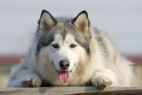 阿拉斯加犬是大型犬还是中型犬