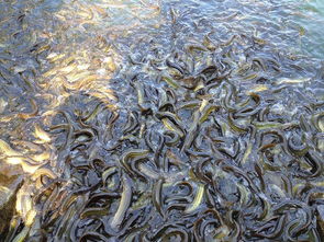 台湾泥鳅稻田高产养殖技术要点,稻田里可不可以养泥鳅，要怎么养