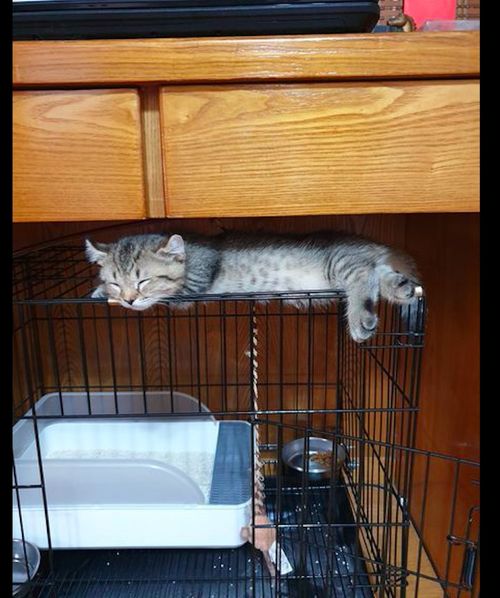 猫咪不去睡自己的窝,而是睡在笼子的上方,猫 我的生活我做主