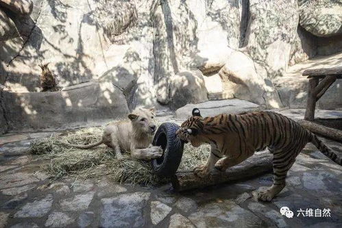 动物园中一头白狮和一头孟加拉虎成为好朋友,经常一起玩耍,偶尔上演争夺战