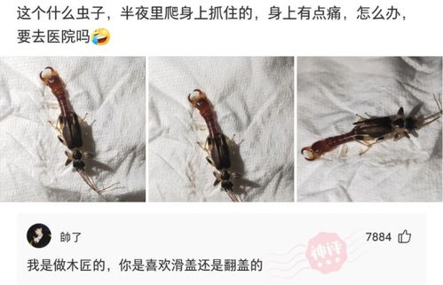 爆笑神回复 这个是什么虫子,半夜里爬到身上被我抓住了,怎么办