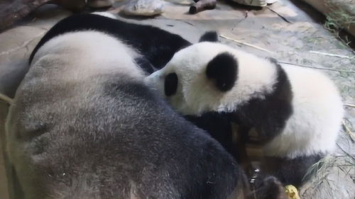 熊猫宝宝趴在麻麻身上吃奶,好乖啊 网友 熊猫能家养么 
