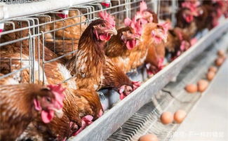 家禽高效饲养管理技术要点,进入早春，养殖蛋鸡时有哪些管理事项需要注意