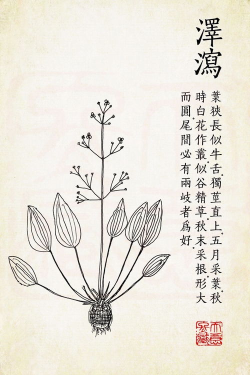 沼泽中的小白花 泽泻