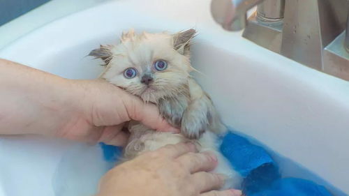 关于猫咪洗澡,铲屎官一定要知道的4件事