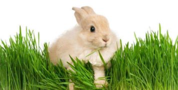 兔子都能吃些什么 