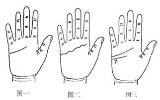 手相全套 手掌纹路与掌纹算命图解全有了 