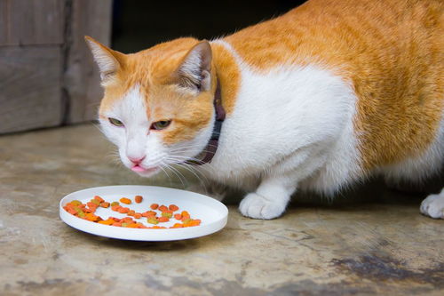 猫的饮食习惯 生活习惯和身体特征 分类概括 