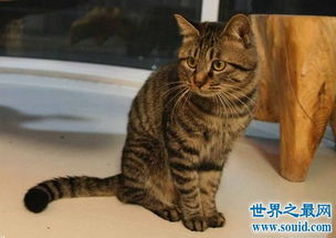 中国狸花猫你了解多少呢 中国最古老的土猫猫 