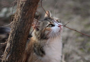 我家的猫——萌宠小精灵，我家的猫作文600字