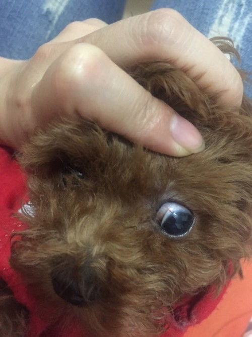 小狗眼睛里有红血丝,这是什么情况 