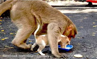 近日,印度一只猴妈妈收养了街边的小流浪狗,遇险时拼命保护它,抢到 