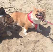 狗狗也娱乐 威尔士矮脚狗阳光沙滩派对 